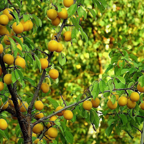 Oullins Golden Gage Plum Tree Fruit Trees