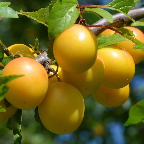 Oullins Golden Gage Plum Tree Fruit Trees