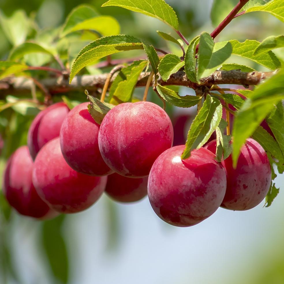 'Opal' Plum Tree
