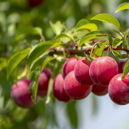 Opal Plum Tree Fruit Trees