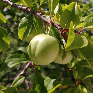 Old Greengage Plum Tree Fruit Trees