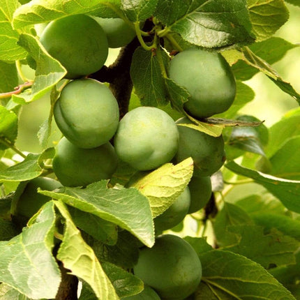 Old Greengage Plum Tree Fruit Trees