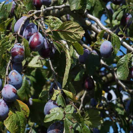 Merryweather Damson Tree Fruit Trees