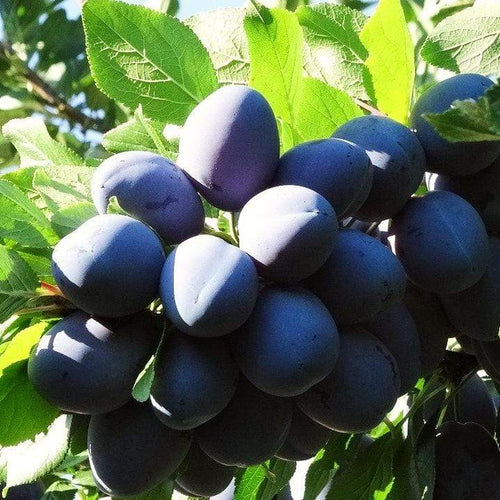 Merryweather Damson Tree Fruit Trees