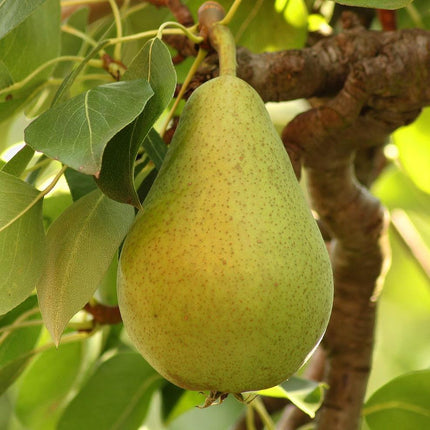 Williams' Bon Chrétien Pear Tree Fruit Trees