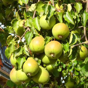 Williams Bon Chrétien Pear Tree Fruit Trees