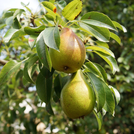 Williams Bon Chrétien Pear Tree Fruit Trees