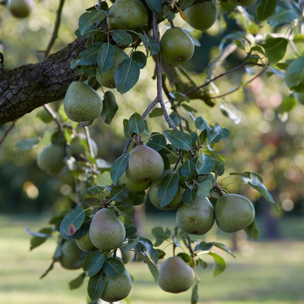 Doyenné Du Comice Pear Tree Fruit Trees
