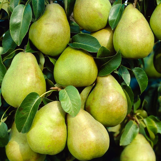 Doyenné Du Comice Pear Tree Fruit Trees