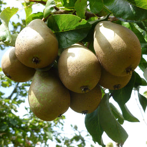 Conference Pear Tree Fruit Trees
