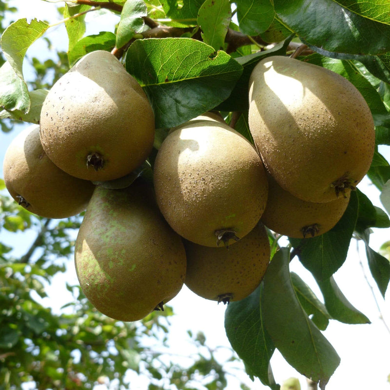 'Conference' Pear Tree – Roots Plants