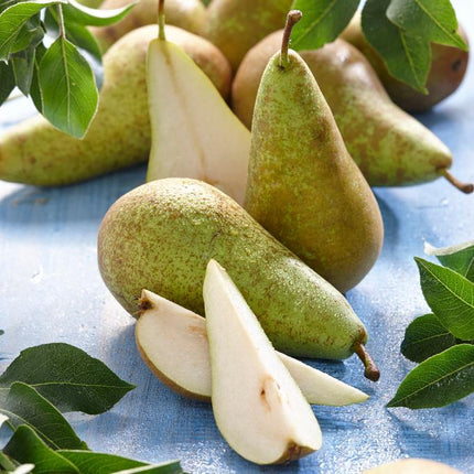 Conference Pear Tree Fruit Trees