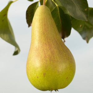 Concorde Pear Tree Fruit Trees