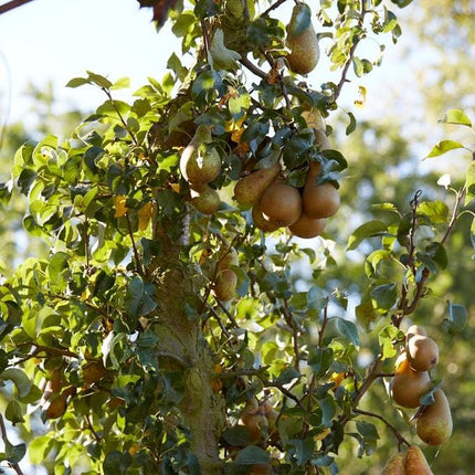 Concorde Pear Tree Fruit Trees