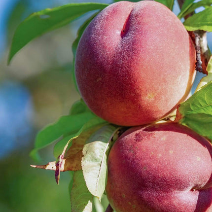 Red Haven Peach Tree Fruit Trees