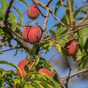 Red Haven Peach Tree Fruit Trees