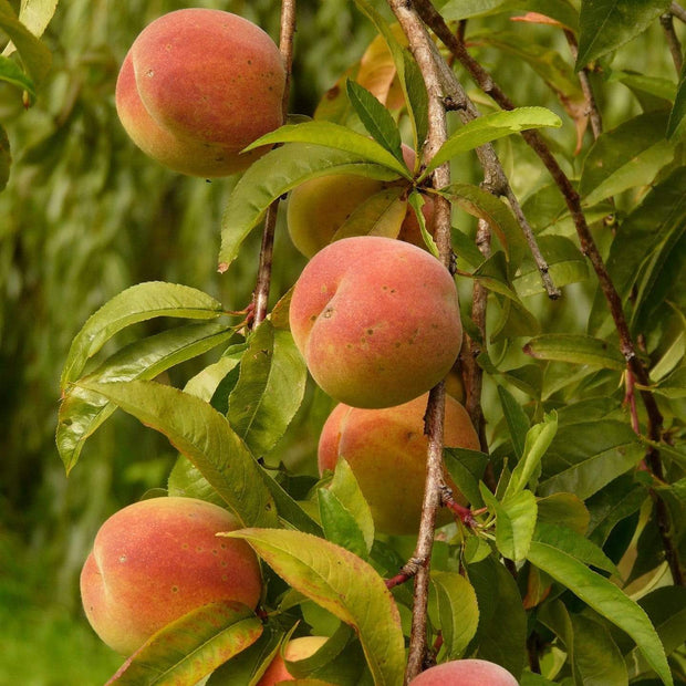 Peregrine Peach Tree Fruit Trees