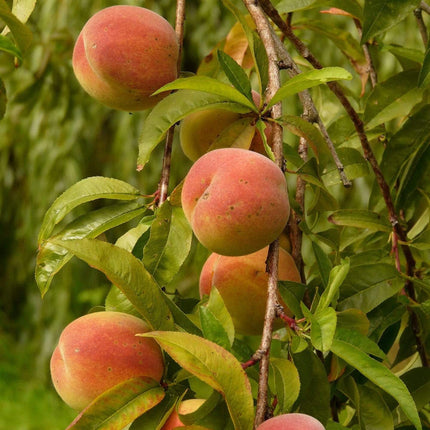 Peregrine Peach Tree Fruit Trees