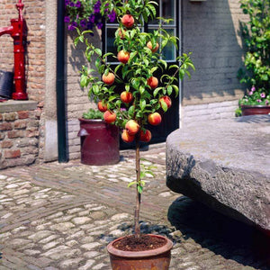 Avalon Pride Peach Tree Fruit Trees