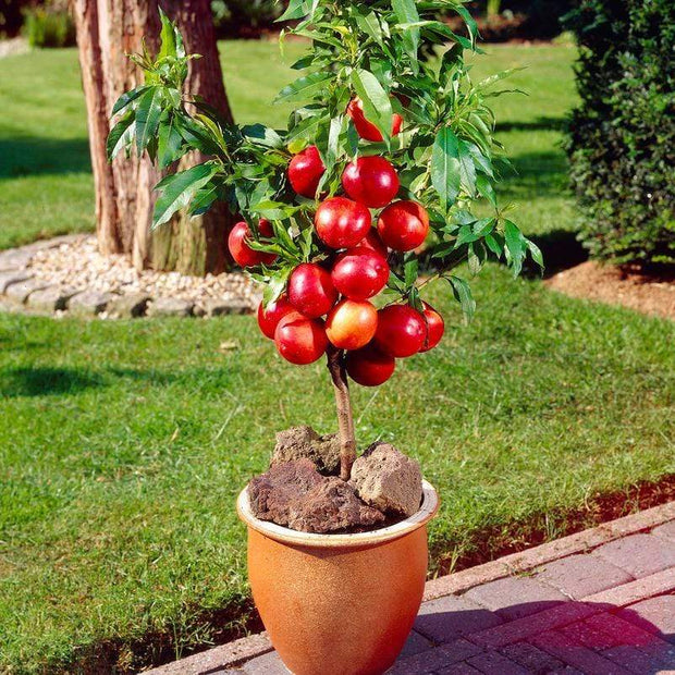 Madame Blanchet Patio Nectarine Tree Fruit Trees