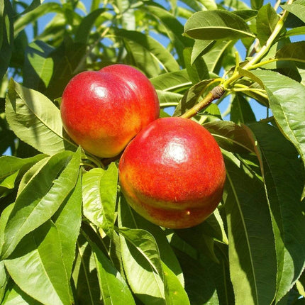 Madame Blanchet Patio Nectarine Tree Fruit Trees