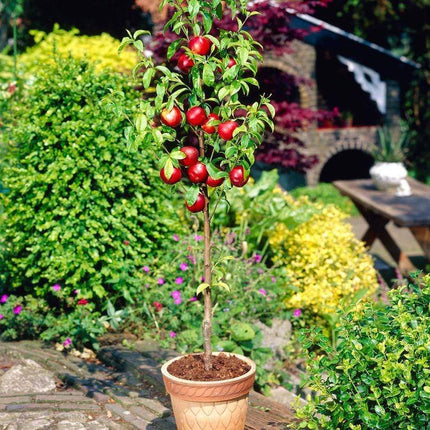 Lord Napier Patio Nectarine Tree Fruit Trees