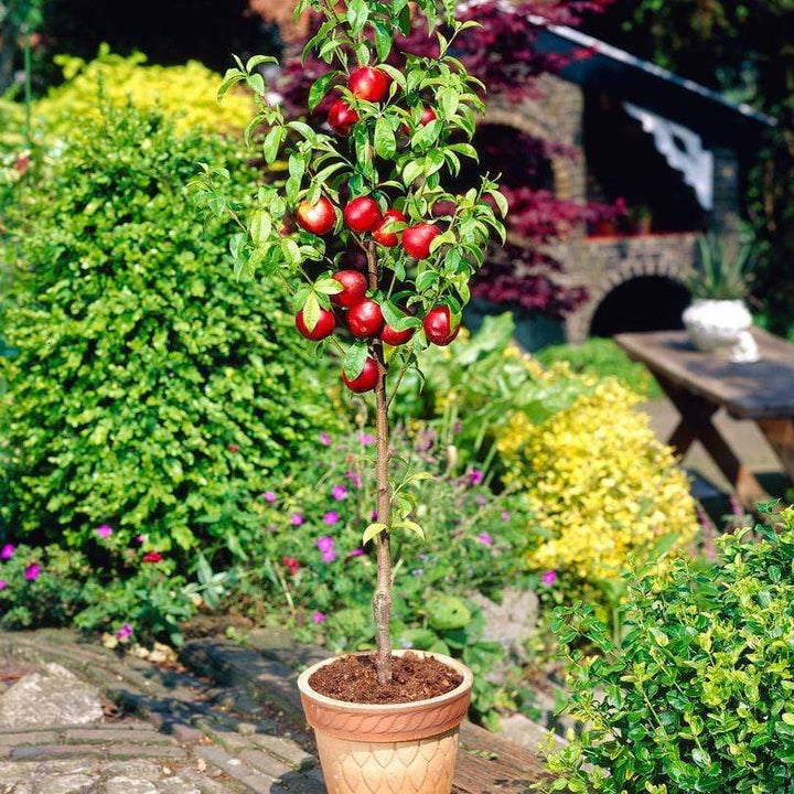 Fruit Trees For Pots & Containers – Roots Plants