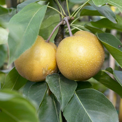 'Kumoi' Asian Pear Tree | Nashi Pear Soft Fruit