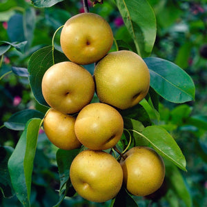 'Kumoi' Asian Pear Tree | Nashi Pear Soft Fruit