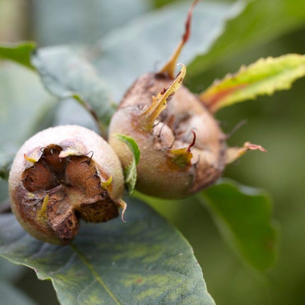 'Nottingham' Medlar Tree Soft Fruit