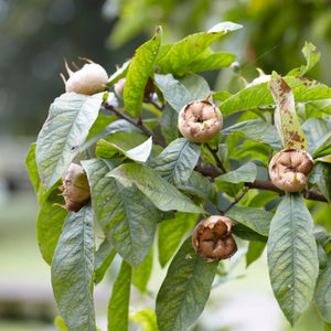 'Nottingham' Medlar Tree Soft Fruit
