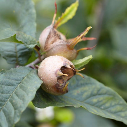 'Nottingham' Medlar Tree Soft Fruit