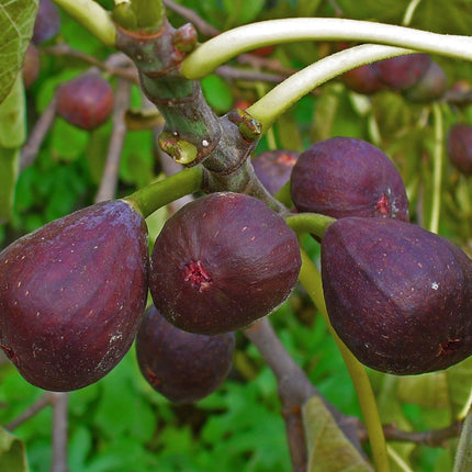 Brown Turkey Fig Tree Soft Fruit
