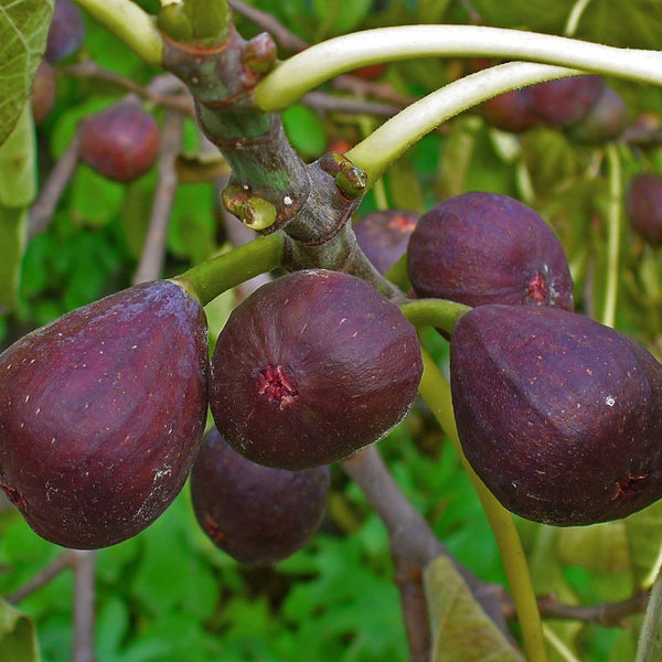 Brown Turkey Fig Tree Soft Fruit