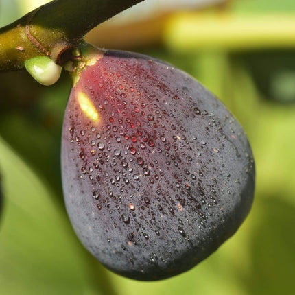 Rouge De Bordeaux Fig Tree Soft Fruit