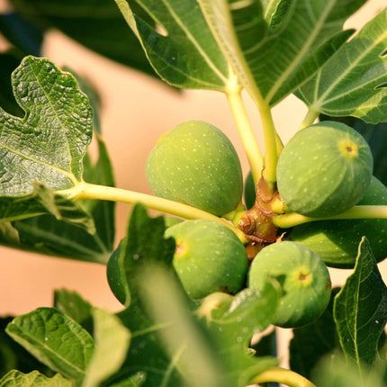 Rouge De Bordeaux Fig Tree Soft Fruit