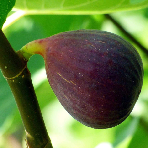 Osborne's Prolific Fig Tree Soft Fruit