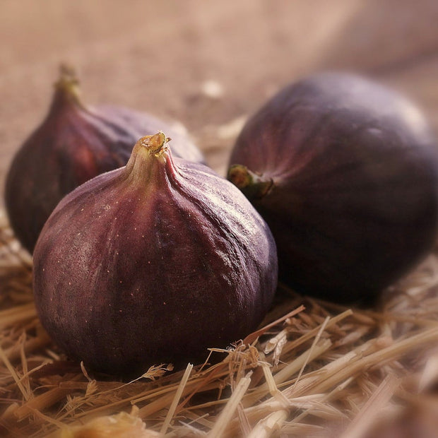 'Madeleine Des Deux Saisons' Fig Tree Soft Fruit