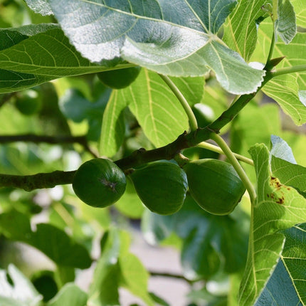 Dalmatie Fig Tree Soft Fruit