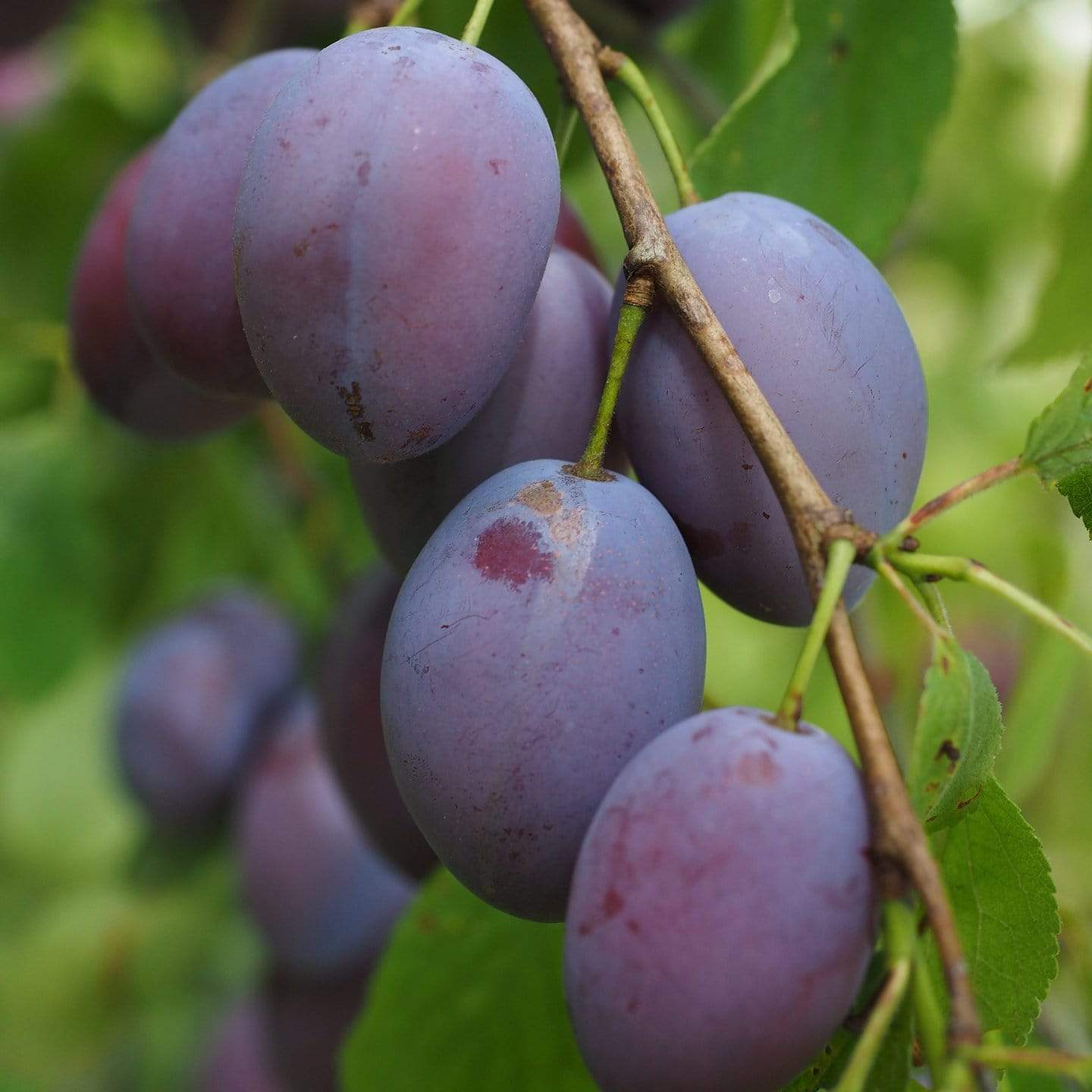 Dansom Tree 'Shropshire Prune' Damson Tree β Roots Plants
