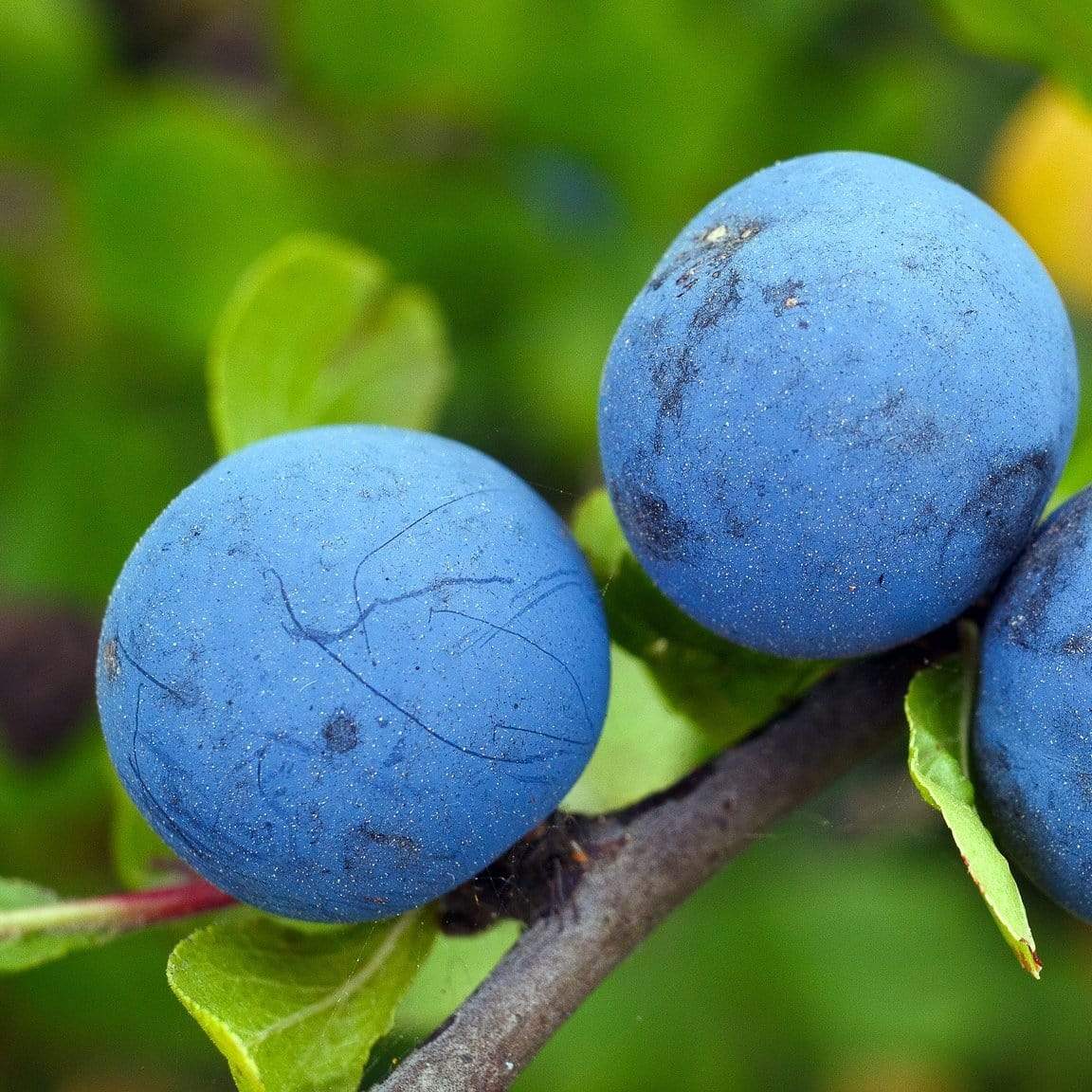 'Farleigh' Damson Tree