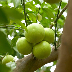 Mini-Stem Lime Tree | Lime Of Tahiti | Grafted Soft Fruit