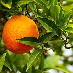 Mini-Stem 'Bigaradier' OrangeTree | Grafted Soft Fruit