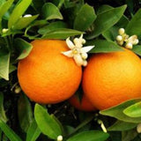 Mini-Stem 'Bigaradier' OrangeTree | Grafted Soft Fruit