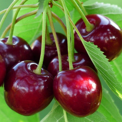 Best Self Fertile Cherry Trees For Any Purpose | Growers' Choice Fruit Trees