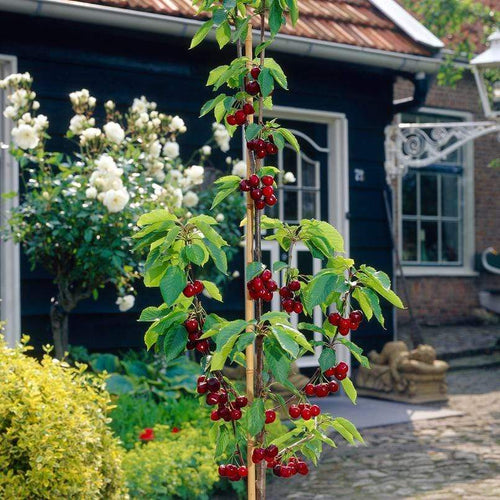 Mini Orchard Collection | Cherry, Pear & Plum Fruit Trees