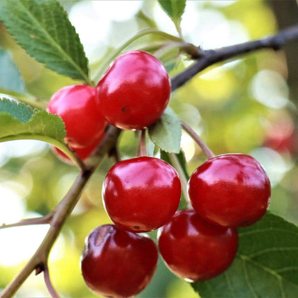 Summer Sun Cherry Tree Fruit Trees