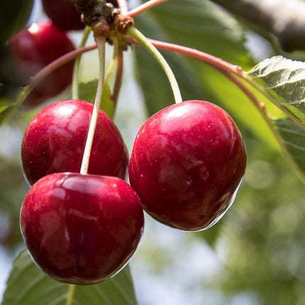 Stella Patio Cherry Tree Fruit Trees