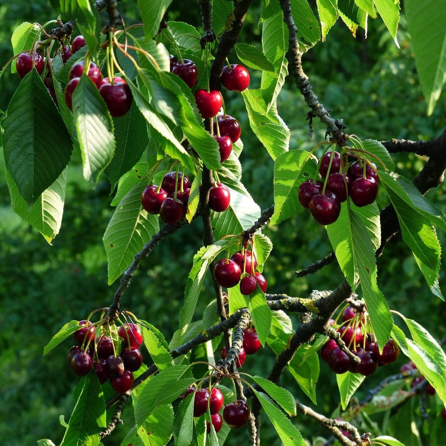 Chel Tree 'Stella' Cherry Tree – Roots Plants