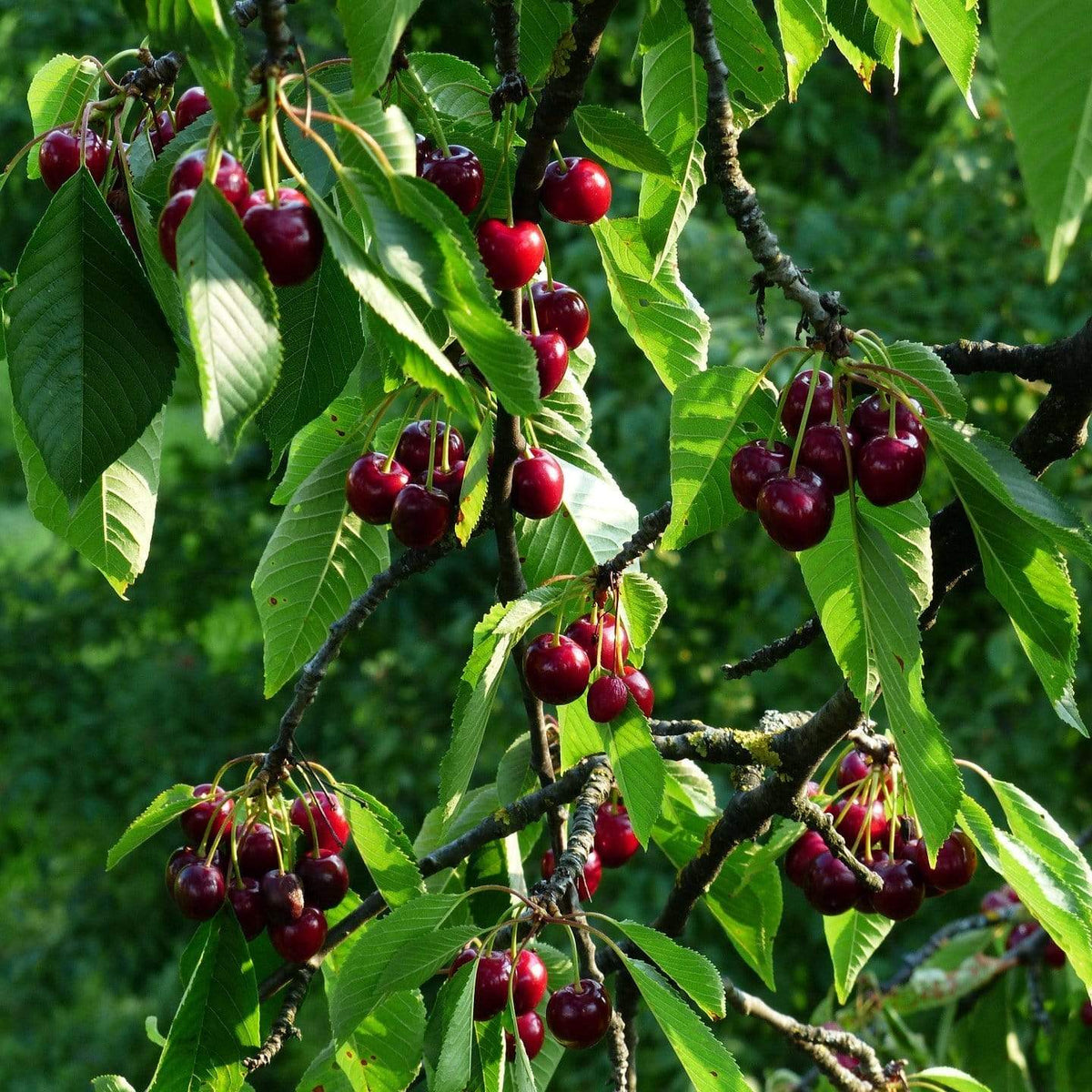 'Stella' Cherry Tree – Roots Plants